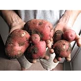 Simply Seed&trade; - 5 LBS - Red Norland Certified Potato Seed - Non GMO - Whole Potatoes - Ready to Grow