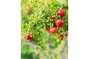 CITRONELLAKING 2 Pomegranate Wonderful Trees | Live Saplings in 2.5-inch Nursery Cubes | Punica Granatum 'Wonderful' Variety | Hardy Deciduous Trees and Shrubs | Red Fruit-Bearing Plant for Outdoor Home & Garden