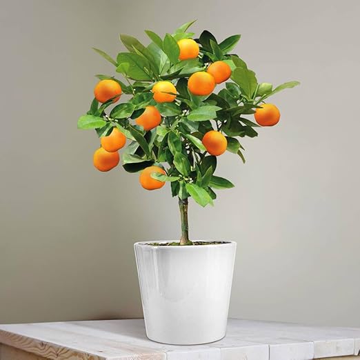 Naranjo enano (25 cm): Amazon.es: Jardín