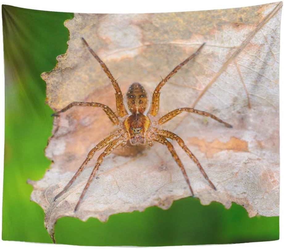 arazzo per il dormitorio femminile