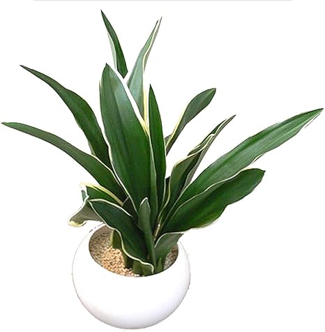 Amazon 都城 万年青 おもと 白色陶器ウォーターサンド植え 引越しの縁起ものとして重宝されている 丈夫で育てやすい 観葉植物 観葉植物 オンライン通販