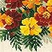 RIOLIS 1556 - Marigolds - Counted Cross Stitch Kit 7¾