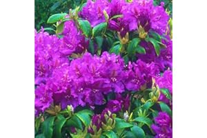 YOKEBOM Purple Rhododendron Azalea Plant Live, Rhododendron Flowers Dwarf Shrubs Bushes in Pot, Azalea Plants Live, 10 to 14 Inc Tall