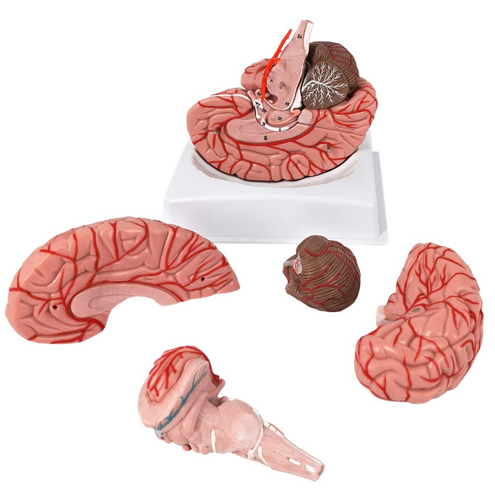 Mua Evotech Human Brain Model w/Arteries, 9 Parts Life Size Anatomy ...