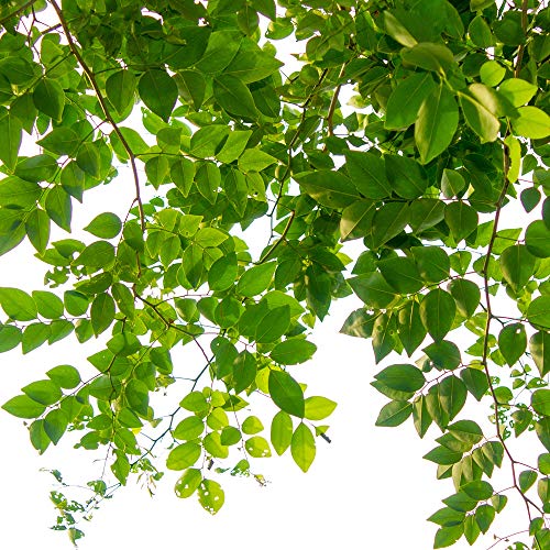 Jobe’s, 01660, Fertilizer Spikes, Tree & Shrubs, Includes 15 Spikes, 12 ounces, Brown Pricepulse