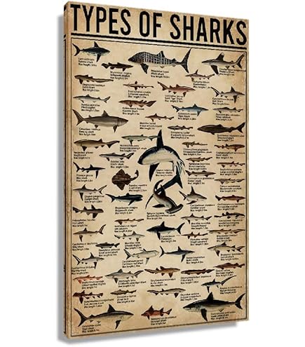 ★レア★THE WORLD MOST DANGEROUS SHARKS ポスター Amazon.com: Laminated Dangerous Sharks Poster 24 x 36in