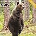 Bears Wall Calendar 2020 by 