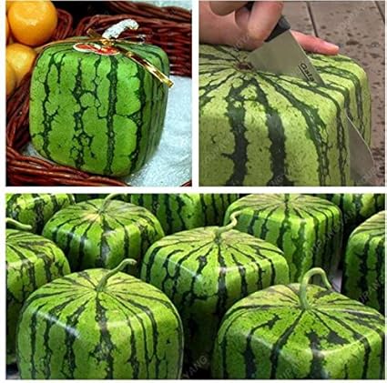 Vistaric 30 Samen Bag Geometrische Quadratische Wassermelonenkerne Seltene Frucht Topfpflanzen Saftige Frucht China Wassermelone Bonsai Samen Amazon De Garten