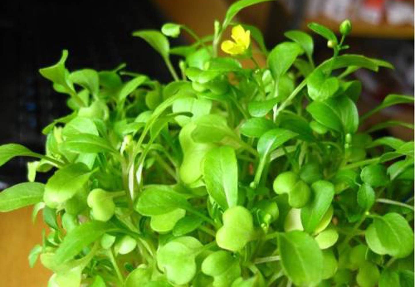 Love Grass Aquarium Grass Plants Seeds, Aquatic Leaf Carpet Water Grass