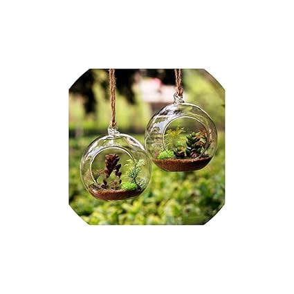 Amazon Com 8pc Dia 6 8 10cm Hanging Round Glass Air Plant