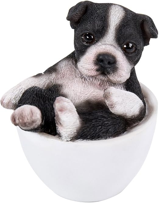 teacup boston terrier full grown