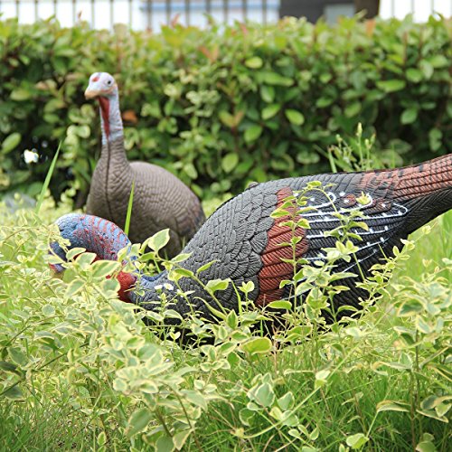 image for TargetEvo 2 Pack Jake & Hen Turkeys Decoy for Hunting with Stakes Carr