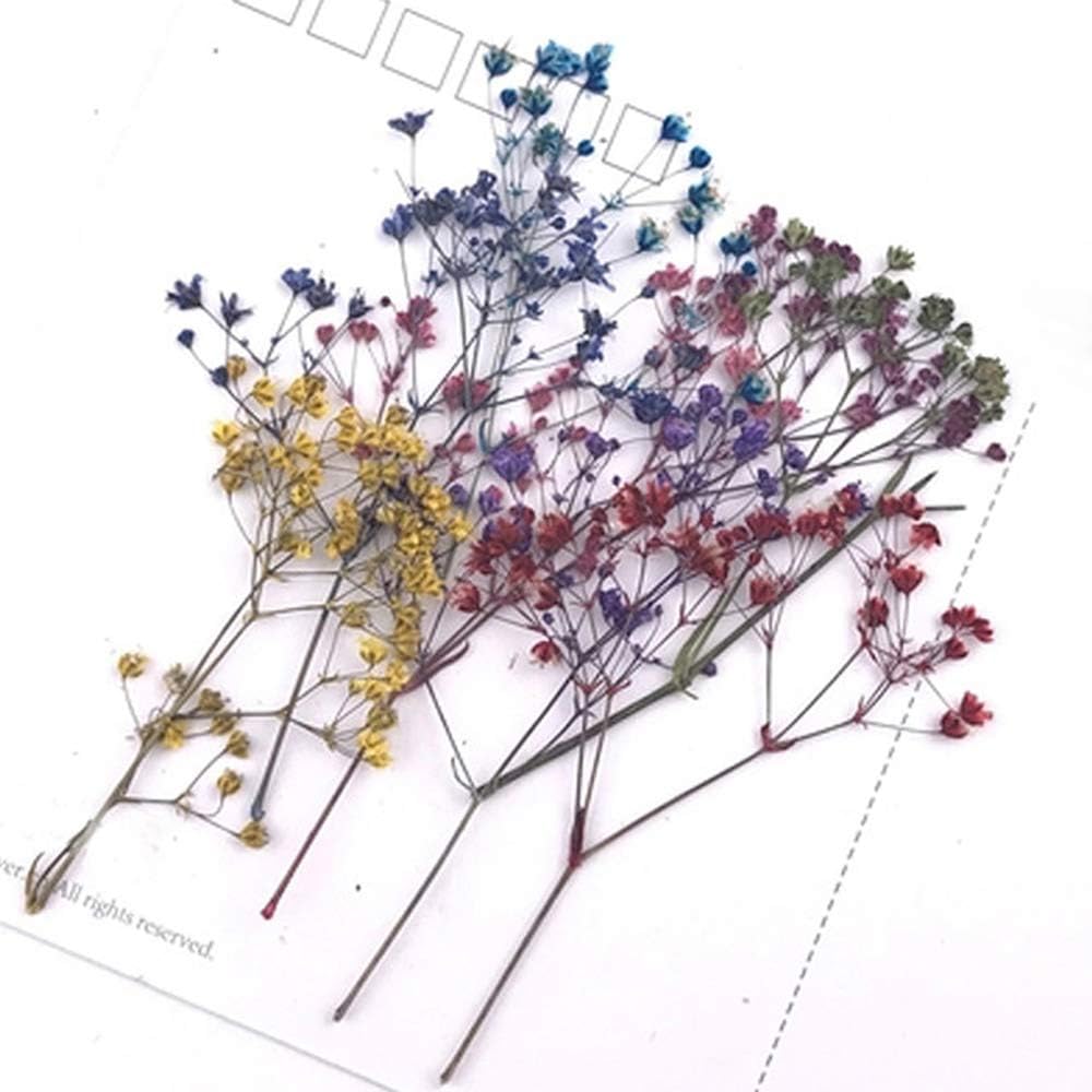 HUIDE Natural Real Pressed Dried Flower for DIY Craft Jewelry Making Handmade Resin Ornament