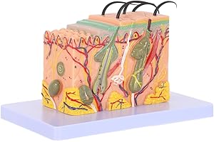 Homoyoyo 35X Enlarged Human Skin Anatomy Model 3D Skin Layer Structure with Hair Glands Professional Teaching Aid for Science