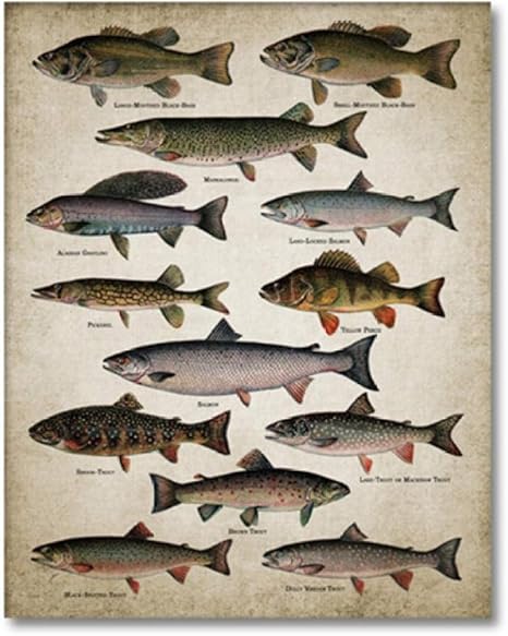 Amazon Co Jp 釣り壁アートキャンバスポスター魚の種類の絵画淡水魚壁画用ホームルーム装飾 40 60センチなしフレーム ホーム キッチン