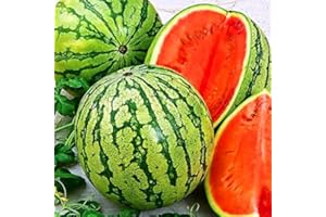 Watermelon Astrakhan Fruit Seeds Giant Vegetable for Planting Organic Non GMO 40 Seeds