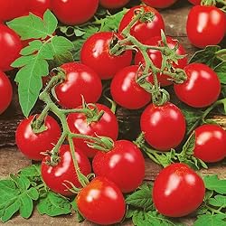 Tomato Cherry Maskotka Cascading Trailing Dwarf