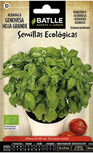 Semillas Ecológicas Aromáticas - Albahaca Gigante Genovese - ECO ...