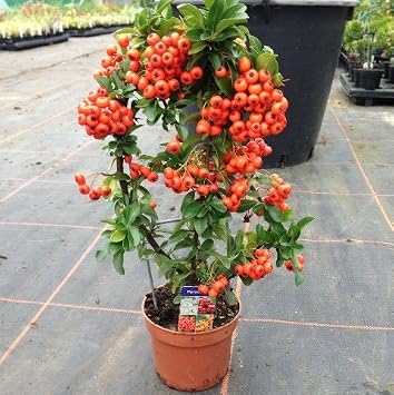 Pack de 3 Pyracantha naranja de celosía (30 cm) Evergreen arbusto ...