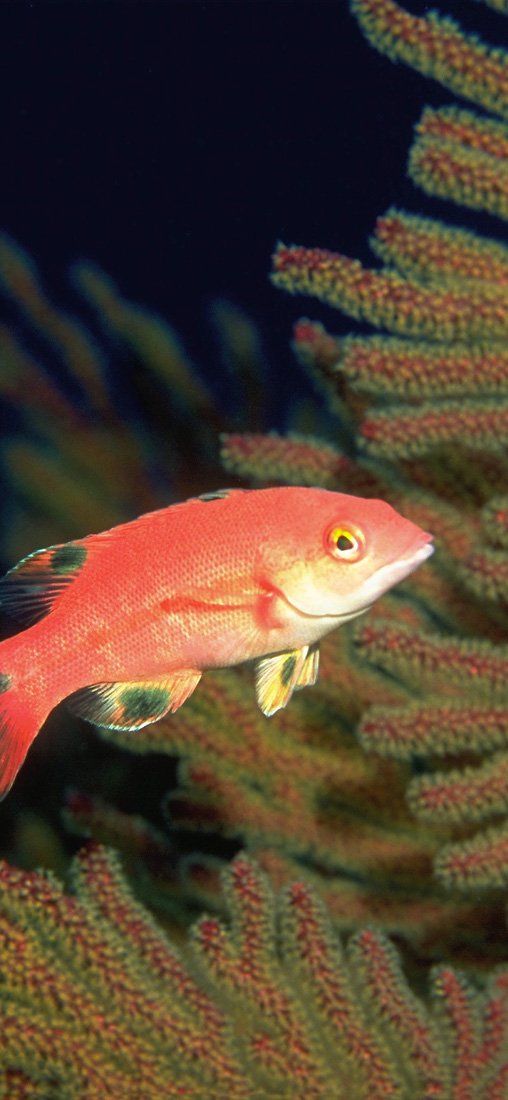 PeelitStickit Underwater, Undersea Wall Murals, ID-128, vinyl