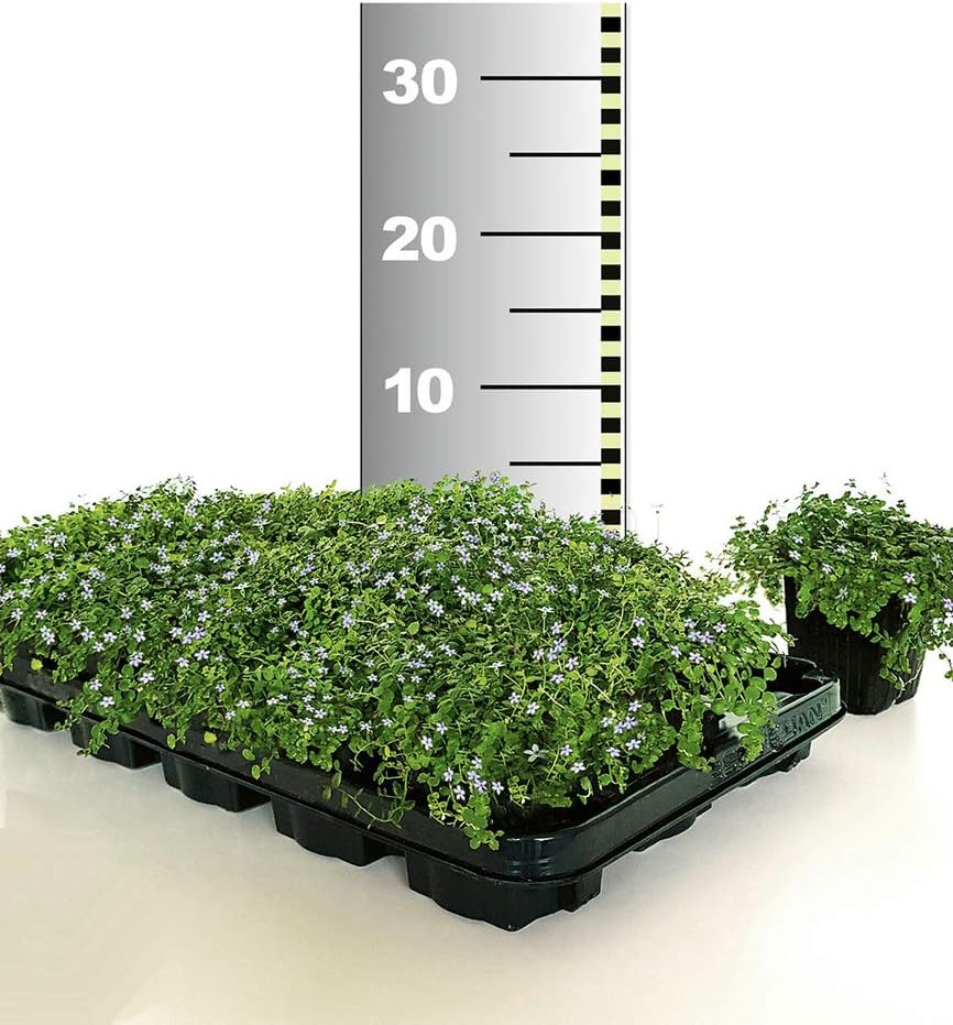 Baldur Garten Winterhart Isotoma Blue Foot 25 Pcs Non Slip Ground Cover Lawn Replacement Amazon Co Uk Garden Outdoors