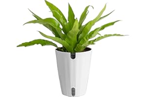 Costa Farms Bird's Nest Fern Live Plant in Plastic Pot, Air Purifying Indoor Houseplant, Perfect for Home, Room, or Office Decor, Great House Warming or Birthday Gift, 12-18 Inches Tall
