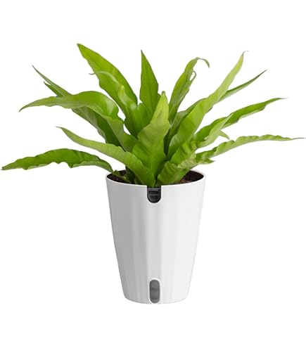 artificial monstera deliciosa plant Artificial Monstera Deliciosa - 120 cm main image 1