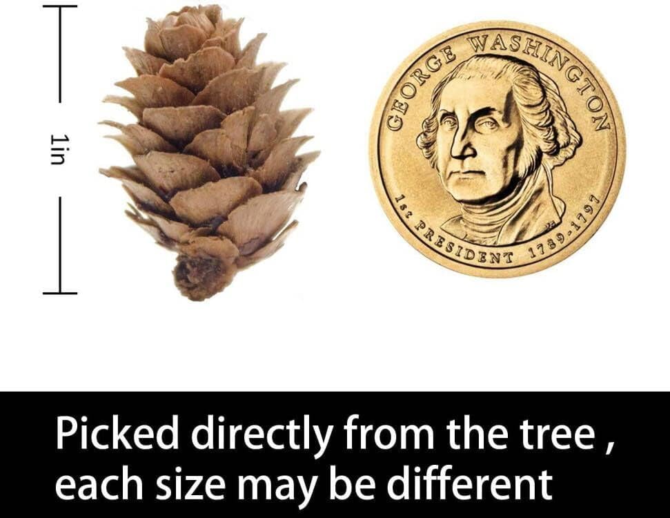 Deloky 150 Pcs Christmas Natural Mini Pine Cones- 2CM Thanksgiving Small Pinecones Ornaments Vase Fillers for DIY Crafts, Home Decorations, Fall and Christmas, Wedding Decor