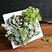 Supla 3 Pcs Assorted Green Artificial Succulent Cactus Echeveria Plants Unpotted Faux Succulent Cactus Desert Plants Flower Foliage for Succulents Wreath Floral Arrangement