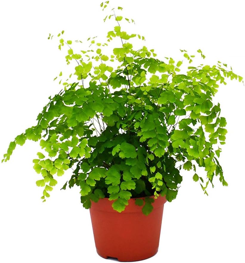 Amazon Com American Plant Exchange Maidenhair Fern Indoor