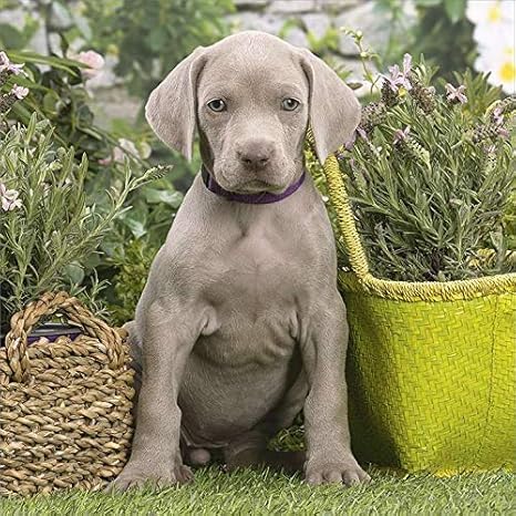 weimaraner corgi mix