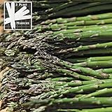 Jersey Supreme Asparagus (Organic/heirloom) 325 Seeds Upc 646263363027 + 2 Plant Markers
