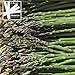 Jersey Supreme Asparagus (Organic/heirloom) 325 Seeds Upc 646263363027 + 2 Plant Markers