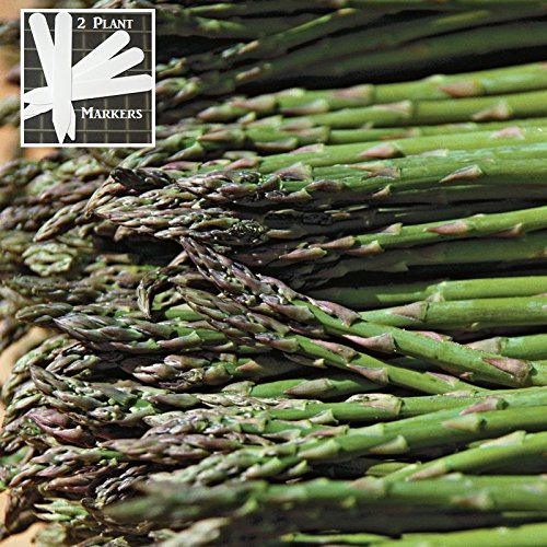 Jersey Supreme Asparagus (Organic/heirloom) 325 Seeds Upc 646263363027 + 2 Plant Markers