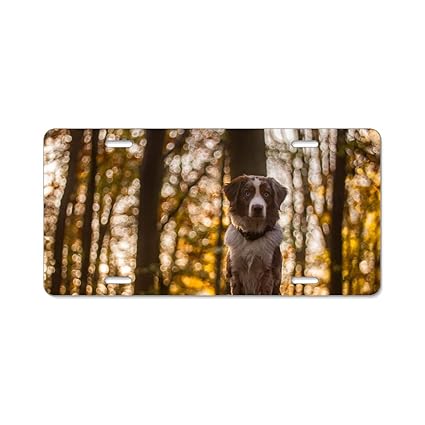 Amazon Com Animal Australian Shepherd Dog License Plate Frame