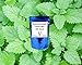 Virgin Seed Supply™ Lemon Mint 300 Count Herb Seed Pack Organic Non-GMO Heirloom Variety