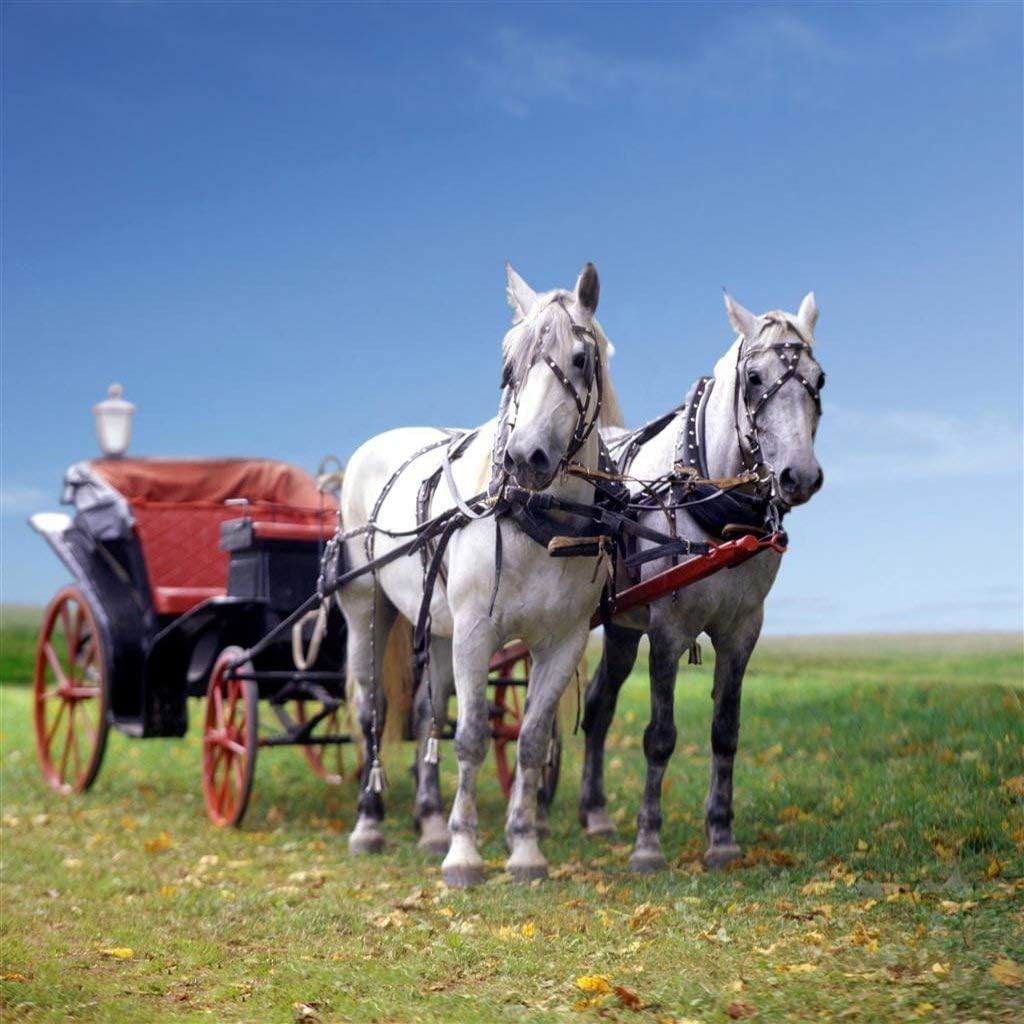 Тройка рысаков. Хакнэ порода лошадей. Конная упряжка. Карета с лошадью. Лошадь в упряжке.