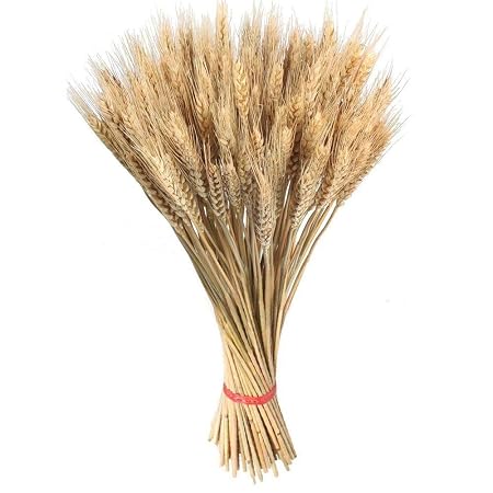 Liery Blé Séché 100pcs Grandes Plantes De Jardin De Fleurs De Fleurs Séchées De Blé Naturelles Couleurs Primaires Vrai Blé Pour Les Décorations De