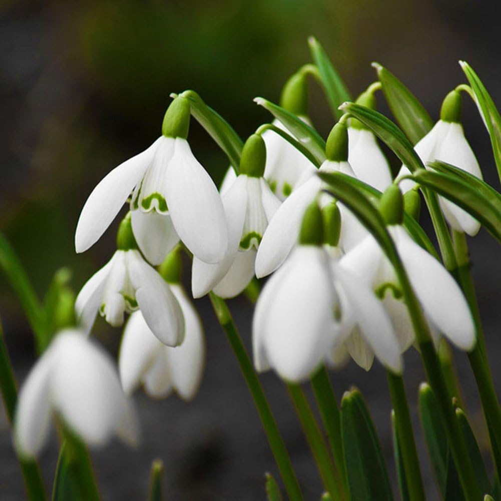 Tangbasi 200Pcs Snowdrop Galanthus Seeds Bulbs Garden Yard Planting Flower Seeds