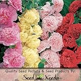 150 Seeds, Hollyhock 