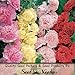 150 Seeds, Hollyhock "Carnival Mixture" (Alcea rosea) Seeds By Seed Needs