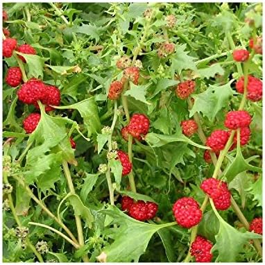 Epinard Fraisier Chenopodium Foliosum Pot De 1 5l Diametre