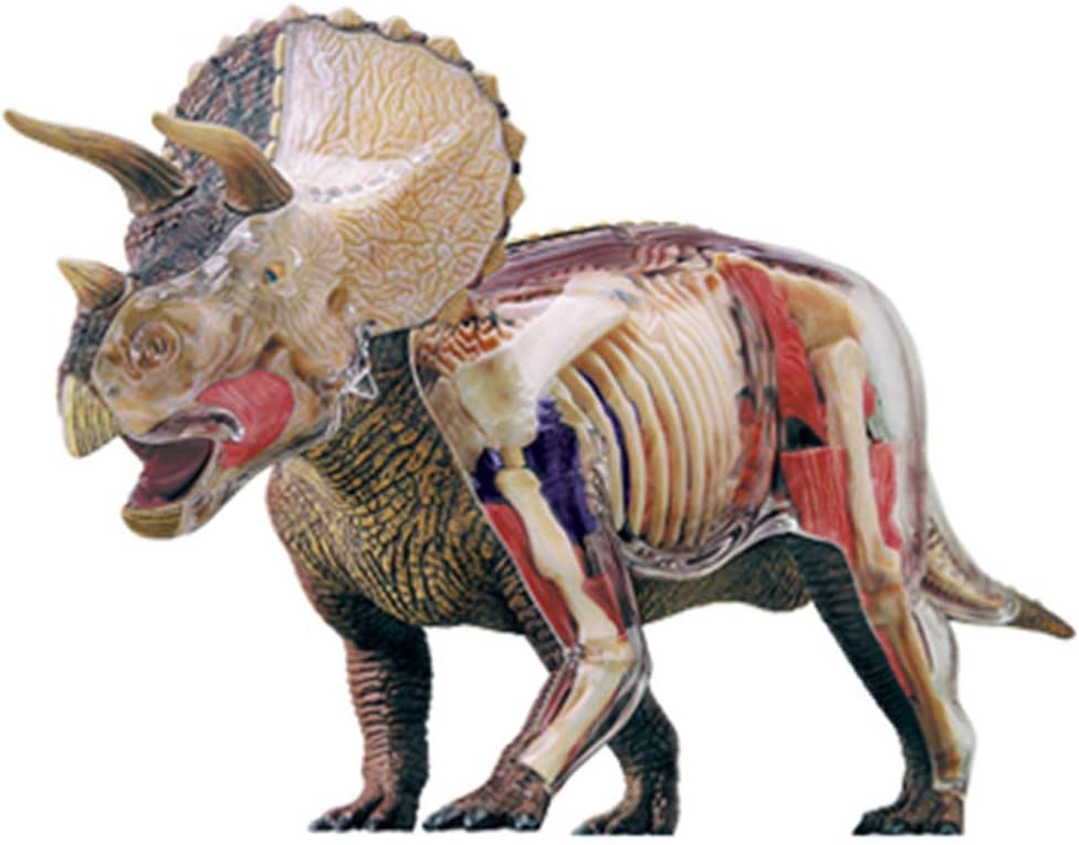 Educational Model Dinosaur Anatomy Model Simulation Triceratops Model