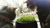 Cat FurNature Cat Grass Seeds Oat 150g Brand Cat FurNature .co .uk view 8