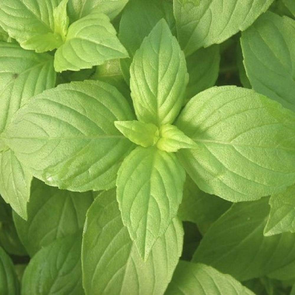 Lemon Basil Seed - 25 Count Seed Pack - Non-GMO - A Unique herb with The The Essence of Lemon and The Sweet Anise Flavor of Basil. - Country Creek LLC