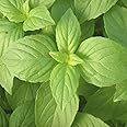 Lemon Basil Seed - 50 Count Seed Pack - Non-GMO - A Unique herb with The The Essence of Lemon and The Sweet Anise Flavor of Basil. - Country Creek LLC