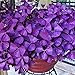 10 Pcs Shamrock Oxalis Triangularis Bulbs Garden Plant Leaf Garden Flower Seeds - Purple Oxalis Bulbs