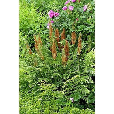 Van Zyverden Cinnamon Fern Woodland Plant Roots Set Philippines | Ubuy