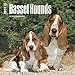 Basset Hounds - 2017 Mini Calendar 7 x 7in