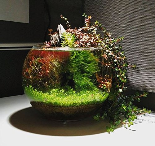 Mainam (1-Cup) Dwarf Baby Tears Carpet Imported Direct from Grower Live Aquarium Plants Decoration Tissue Culture for Freshwater Aquatic Plant Tank - Thumbnail 5